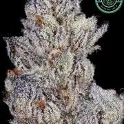 Garlic Chem s1