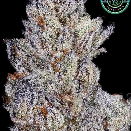 Garlic Chem s1