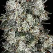 Jack O Nesia x Silver Mountain