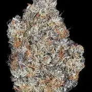 Sholgar Afghani x (Animal Mints x Runts)