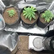 Auto mystery mix grow