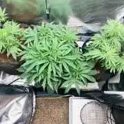Auto mystery mix grow