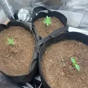 Auto mystery mix grow