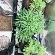Auto mystery mix grow