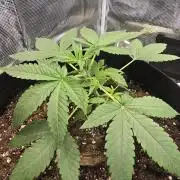 weedHunterOG: Two Devils, One Mission
