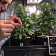 weedHunterOG: Two Devils, One Mission