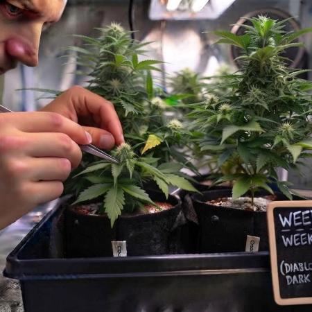 weedHunterOG: Two Devils, One Mission