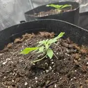 weedHunterOG: Two Devils, One Mission