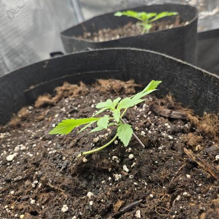 weedHunterOG: Two Devils, One Mission