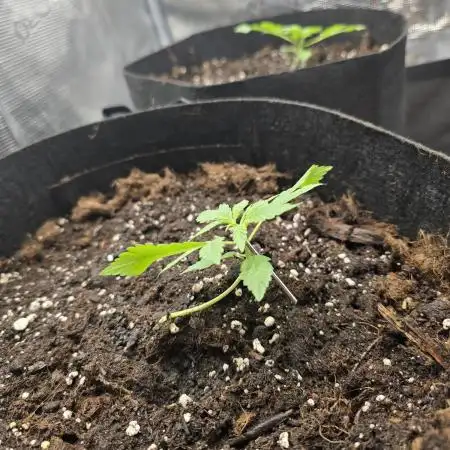 weedHunterOG: Two Devils, One Mission