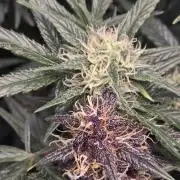 weedHunterOG: Two Devils, One Mission