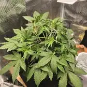 weedHunterOG: Two Devils, One Mission