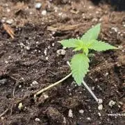 weedHunterOG: Two Devils, One Mission