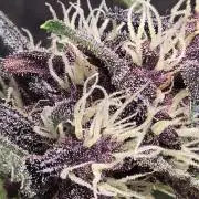 weedHunterOG: Two Devils, One Mission