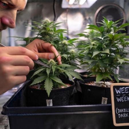 weedHunterOG: Two Devils, One Mission