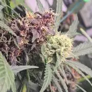 weedHunterOG: Two Devils, One Mission