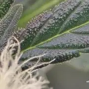 weedHunterOG: Two Devils, One Mission