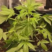 weedHunterOG: Two Devils, One Mission