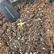 weedHunterOG: Two Devils, One Mission