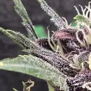 weedHunterOG: Two Devils, One Mission