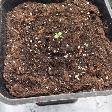 1erster Versuch