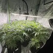 Smokey Rich Exotics