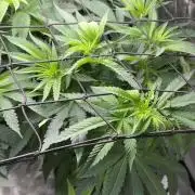 Smokey Rich Exotics