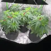 Smokey Rich Exotics
