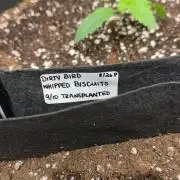 Smokey Rich Exotics