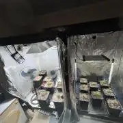 Da_BIG-GROw