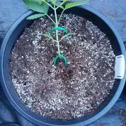 Sleepy Joe Grow