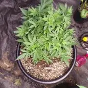 Sleepy Joe Grow