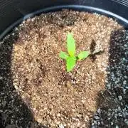Lemon Skunk Auto and Bear Dance Auto