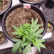 Sleepy Joe Grow
