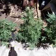 Gummibear auto