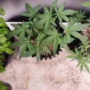 Gummibear auto
