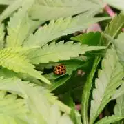 Sleepy Joe Grow