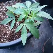 Sleepy Joe Grow