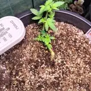 Sleepy Joe Grow