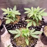 Gummibear auto