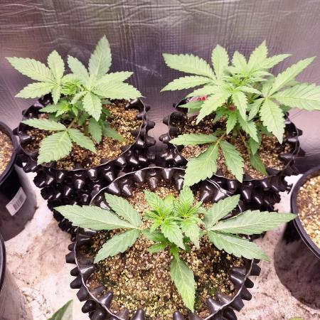Gummibear auto