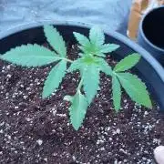Sleepy Joe Grow