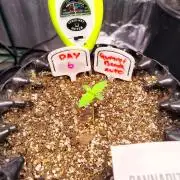 Gummibear auto