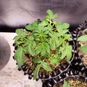 Gummibear auto