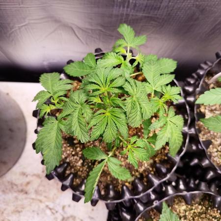 Gummibear auto