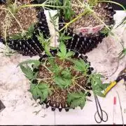 Gummibear auto