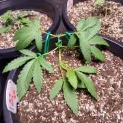 Sleepy Joe Grow