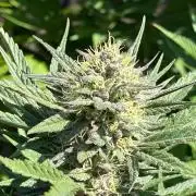 Central Coast Weed Journey