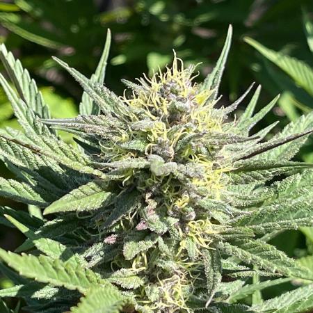 Central Coast Weed Journey