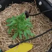 Auto run
